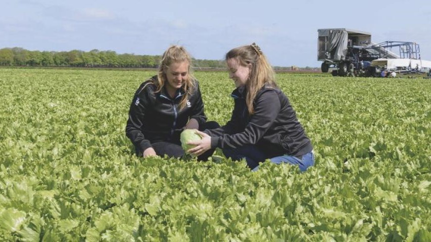 lechuga_iceberg_bejo|lechuga_iceberg_bejo|lechuga_iceberg_bejo